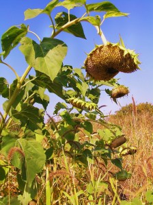After the first hard frosts in the North Country the sunflowers on the edge of the garden can barely hold up their heavy heads. 