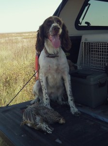 ABBEY - a morning's good bird work results in one sharptail grouse, one prairie chicken and one proud  French spaniel.